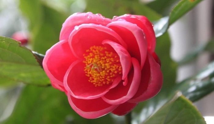 Loài hoa chỉ nhìn màu hồng thôi đã mê mẩn, biểu tượng cho sự may mắn, hạnh phúc và phú quý đầy nhà