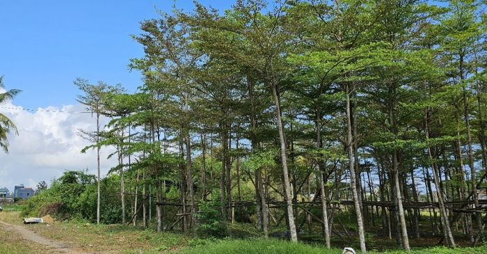 Bộ Công an yêu cầu cung cấp tài liệu dự án trồng cây xanh tại Huế
