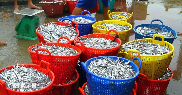 Ngư dân Quảng Bình trúng đậm cá cơm, thu về cả trăm triệu đồng mỗi ngày