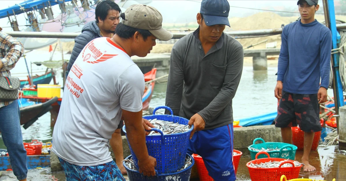 Quảng Bình: Khuyến khích ngư dân phát hiện tàu thuyền chống khai thác IUU
