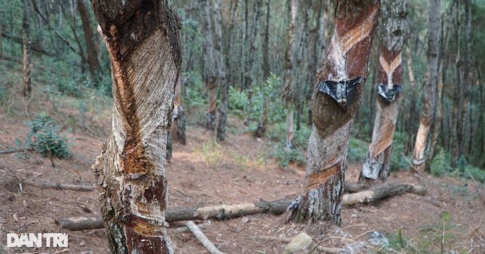 Hàng trăm cây thông ở khu di tích lịch sử quốc gia Rừng Thông bị "bức tử"