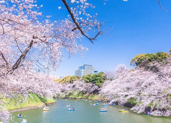 15 địa điểm ngắm hoa anh đào đẹp nhất Nhật Bản 2024