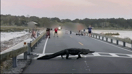 Cá sấu khổng lồ bất ngờ xuất hiện trên đường gây cản trở giao thông