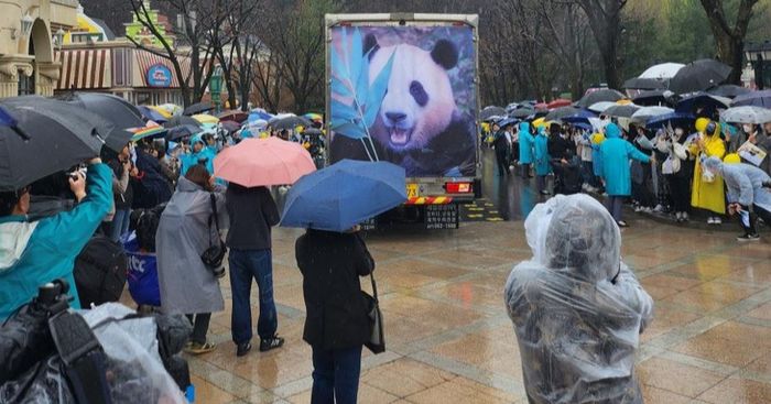 Hàng nghìn người Hàn Quốc đội mưa, xúc động tiễn gấu trúc Fu Bao về nước