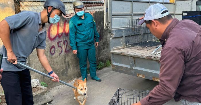 13 người bị chó dại cào cắn, Đồng Nai dự kiến lập 30 đội bắt chó thả rông