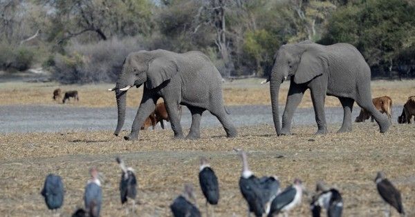 Tranh cãi chuyện săn bắn, Botswana tuyên bố sẵn sàng đưa 20.000 con voi sang Đức