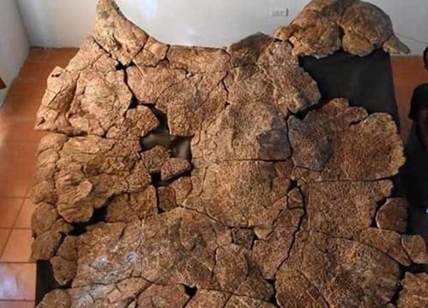 Phát hiện hóa thạch rùa khổng lồ niên đại 57 triệu năm trước đây ở Colombia