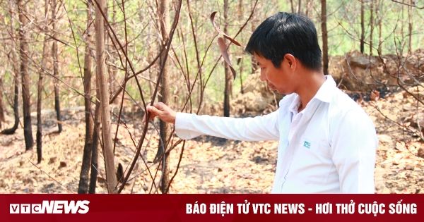 Nông dân Quảng Nam bất lực nhìn cánh rừng keo cháy lớn, thiệt hại tiền tỷ