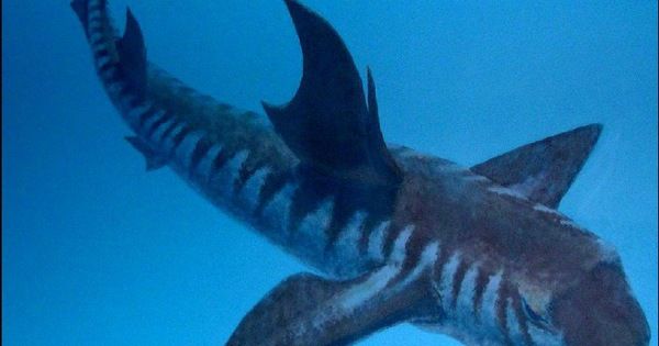 Hóa thạch hé lộ sự đáng sợ của 'chúa tể đại dương' thời tiền sử