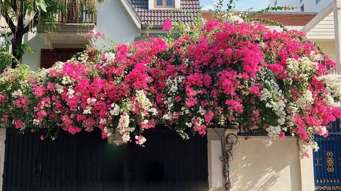 Trồng cây hoa giấy trước cổng nhà là tốt hay xấu? Ý nghĩa phong thủy đặc biệt của cây hoa giấy