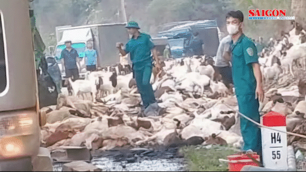 Quảng Trị: Người dân thu mua giúp tài xế hàng trăm con dê chết và bị thương