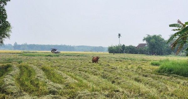 Ba người lái máy gặt lúa bất ngờ bị hành hung