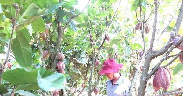 'Đột nhập' vườn ca cao trĩu quả đang vào vụ thu hoạch