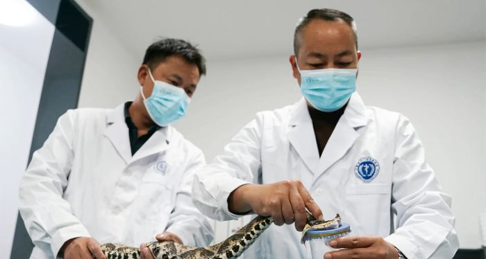 Hành động của bệnh nhân bị rắn cắn gây nguy hiểm cho bác sĩ