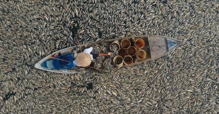 Nước cạn đáy, 200 tấn cá chết trắng hồ Sông Mây ở Đồng Nai