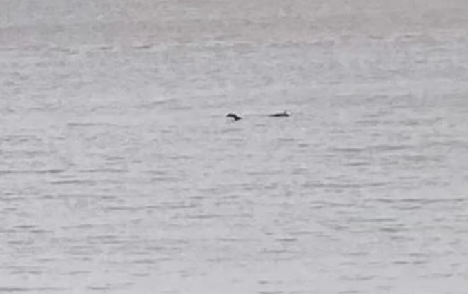 "Quái vật hồ Loch Ness" được nhìn thấy rõ ở cự ly gần