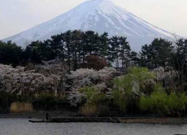 Thị trấn của Nhật Bản xây vách ngăn du khách chụp ảnh núi Phú Sĩ