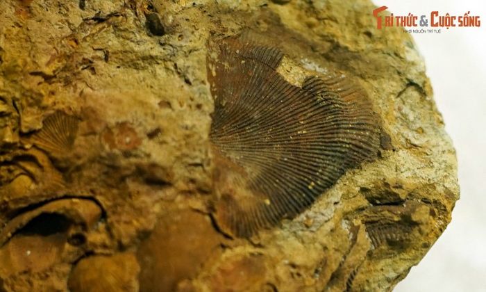 Phát lộ hóa thạch động vật 400 triệu tuổi ở vùng núi phía Bắc