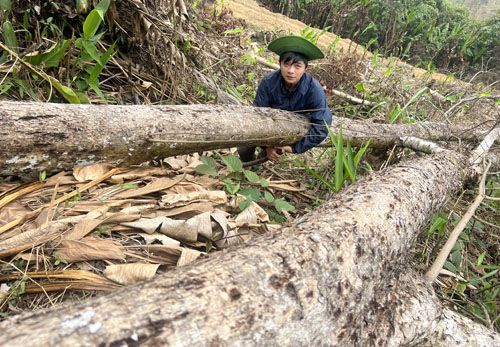 Vụ chặt cây gỗ tự nhiên ở Nghệ An: Xử phạt hai đối tượng phá rừng
