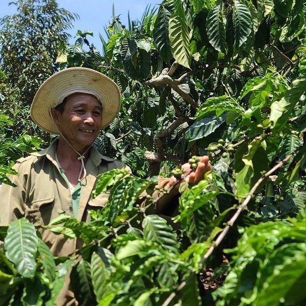 Những giá trị bất ngờ từ sản xuất cà phê bền vững