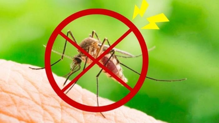 Muỗi sợ nhất bát "nước" này: Đặt trong nhà, muỗi và côn trùng bị tiêu diệt sạch không còn con nào