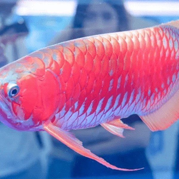 Con cá màu đỏ bán với giá 3,8 tỷ đồng, vẫn có người xuống tiền mua