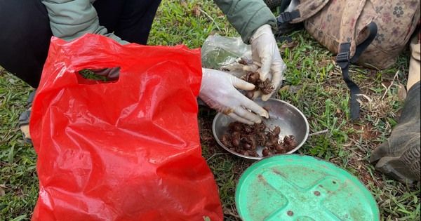 Quảng Trị: Người dân đổ đi nhặt xác ve sầu, bán 2 triệu đồng/kg