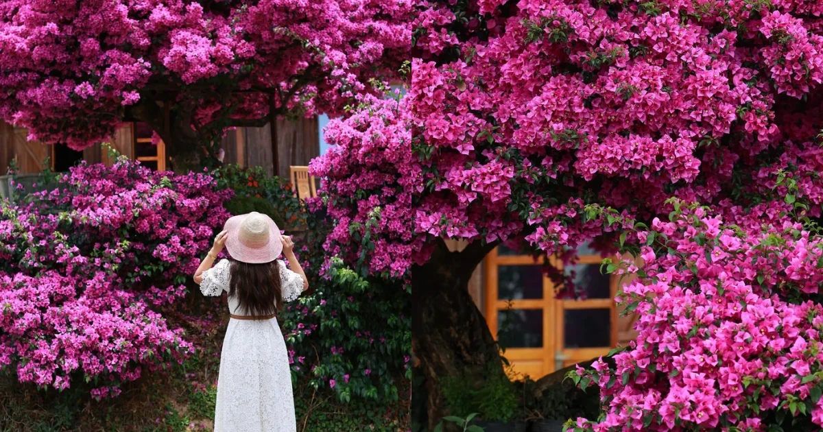 Cây hoa giấy đẹp siêu thực mỗi năm đều hút khách ở Đà Lạt