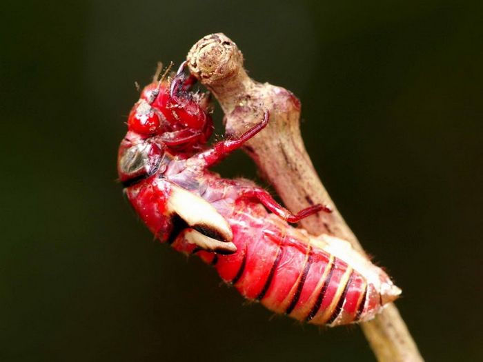 Sắc đỏ kỳ lạ của loài ve sầu xuất hiện ở Việt Nam