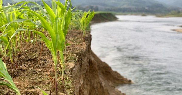 Dân lo lắng khi sông lấn làng, 'nuốt' đất sản xuất ở Hà Tĩnh
