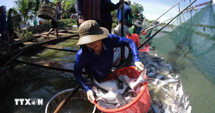 Đồng Tháp nâng chất lượng cá tra giống phục vụ vùng nuôi
