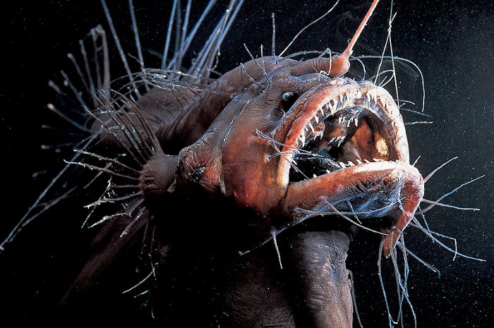Loài cá quái vật, đầu mang đèn, răng nhọn như kim nhìn phát hãi