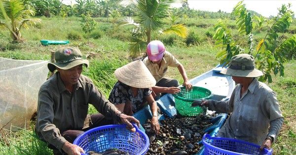 Khôi phục nguồn lợi cá đồng ở vùng rừng U Minh