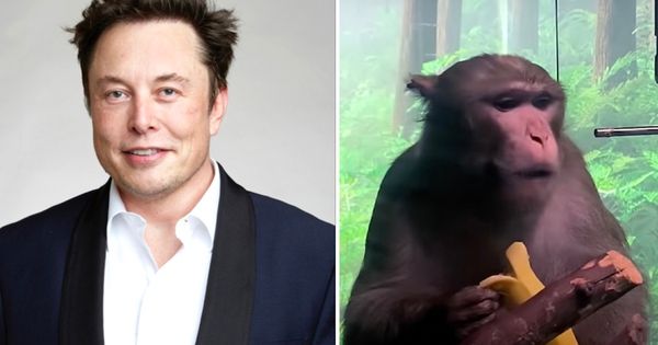 Nhân viên của Elon Musk đâm đơn kiện vì phải làm việc với khỉ bị nhiễm virus
